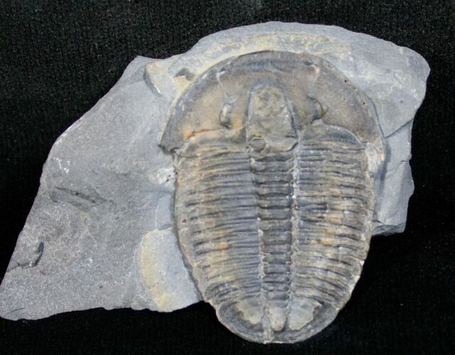 Large Elrathia Trilobite In Matrix #6356